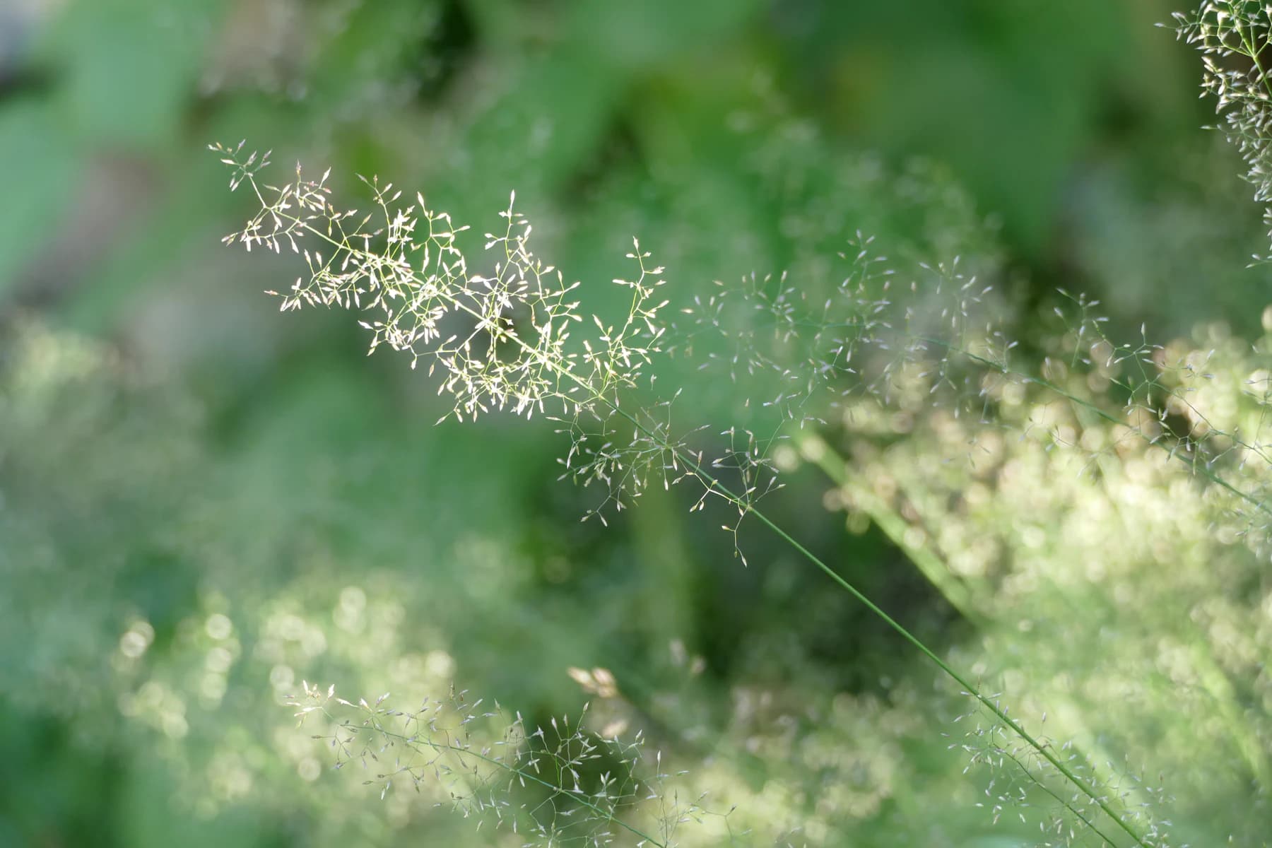 Grass pollen in bright spring light